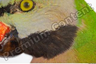 Parrot Psittacula alexandri 0008